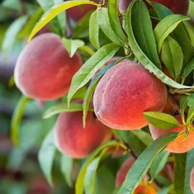 Персик РЕД ХЕВЕН в Полоцке