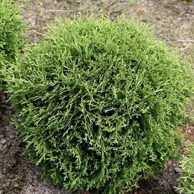 Туя ТИНИ ТИМ западная в Полоцке