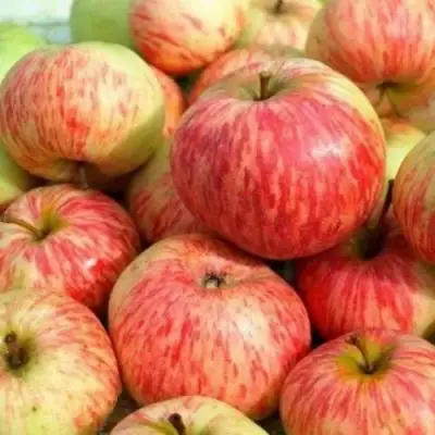 Яблоня РАНЕТКА (КОРОБОВКА) в Полоцке