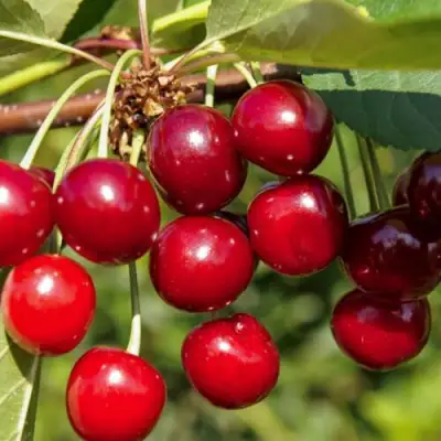 Вишня ЛЮБСКАЯ в Полоцке