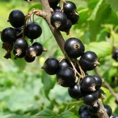 Смородина черная ВОЛОГДА в Полоцке