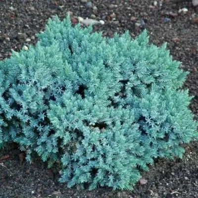 Можжевельник БЛЮ СТАР чешуйчатый в Полоцке