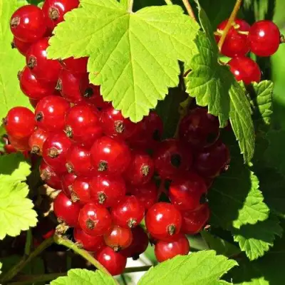 Смородина красная ГАЗЕЛЬ в Полоцке