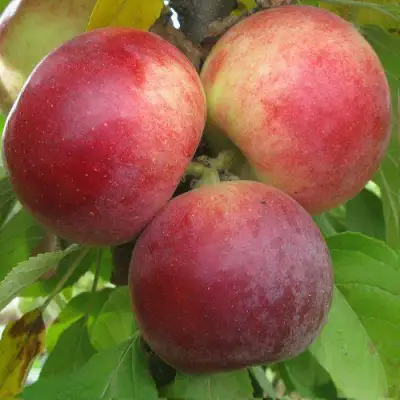 Яблоня БАЛЕРИНА ФЛАМЕНКО колонновидная  в Полоцке