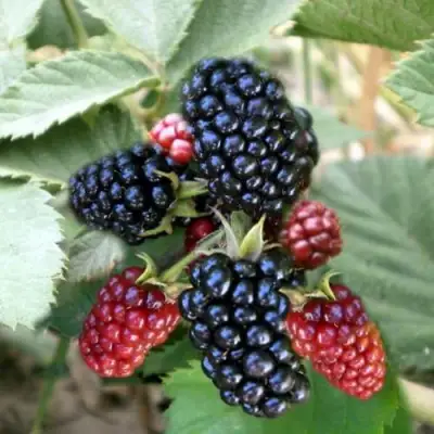 Ежевика ОРКАН бесшипная  в Полоцке