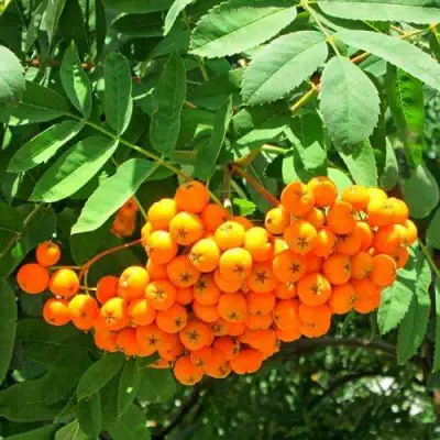 Рябина ДИРКЕНИ ЖЁЛТАЯ  сладкоплодная в Полоцке