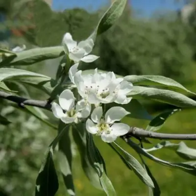 Груша ИВОЛИСТНАЯ в Полоцке