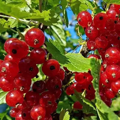 Смородина красная НЕНАГЛЯДНАЯ в Полоцке