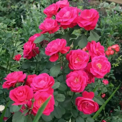 Роза ДЖОРДЖ ВАНКУВЕР флорибунда в Полоцке