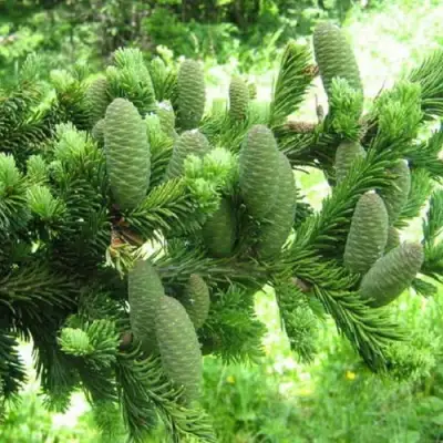 Пихта белая в Полоцке