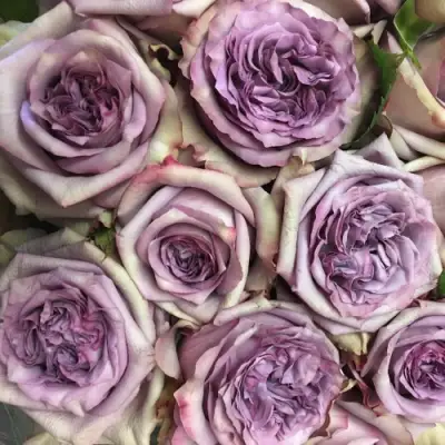 Роза ДОЛЬЧЕТТО чайно-гибридная в Полоцке