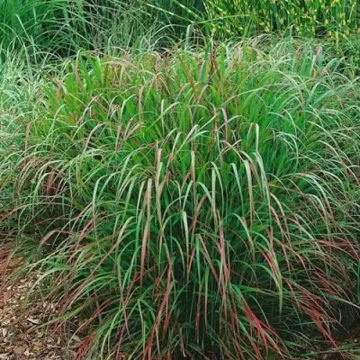 Просо РЕБРАУН прутьевидное в Полоцке