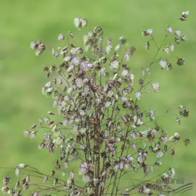 Трясунка средняя в Полоцке