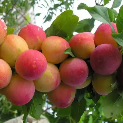 Слива СКОРОПЛОДНАЯ в Полоцке