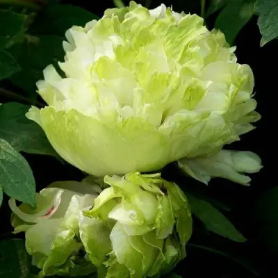 Пион ЗЕЛЕНЫЙ ШАР древовидный в Полоцке