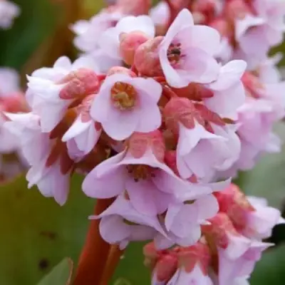 Бадан БЭБИ ДОЛЛ в Полоцке