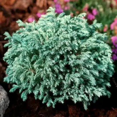 Кипарисовик БЕБИ БЛЮ горохоплодный в Полоцке