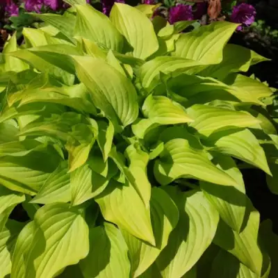 Хоста ХИДОН САНСЕТ в Полоцке