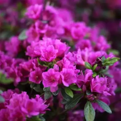 Азалия ГЕЙША ПЕРПЛ японская в Полоцке