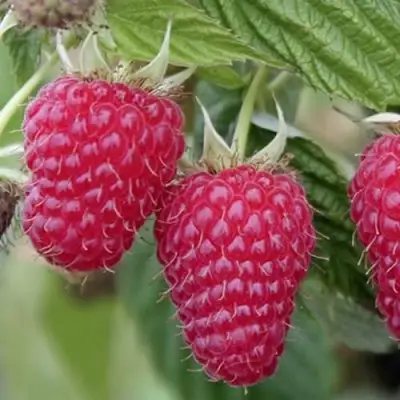 Малина ТУЛАМИН в Полоцке