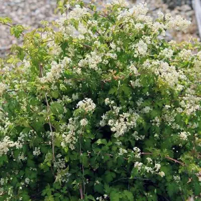 Стефанандра КРИСПА надрезаннолистная в Полоцке