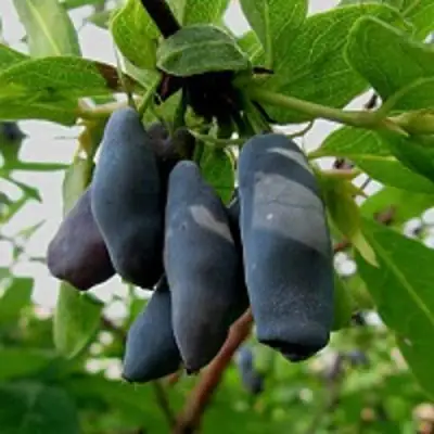 Жимолость съедобная ЧУЛЫМСКАЯ в Полоцке