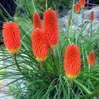 Книфофия БЕНГАЛ ФАЕР гибридная в Полоцке