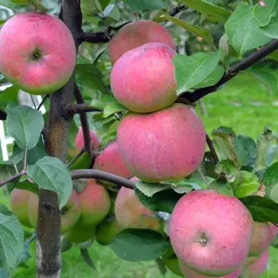 Яблоня БРЯНСКОЕ РОЗОВОЕ в Полоцке