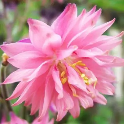 Аквилегия БАРЛОУ ПИНК гибрид МакКаны в Полоцке