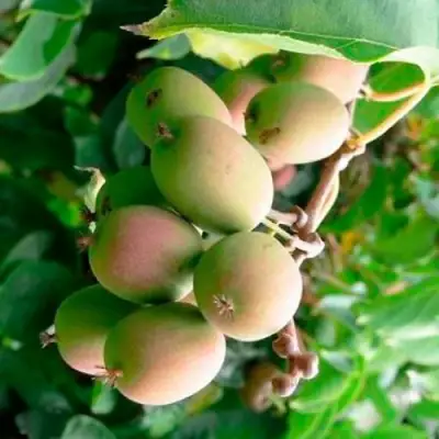 Актинидия ГИБРИДНАЯ КОЛБАСИНОЙ в Полоцке