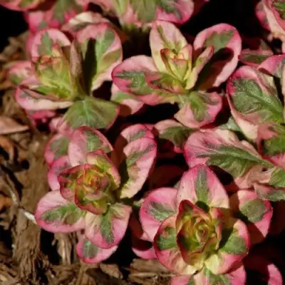 Вербейник АЛЕКСАНДР точечный в Полоцке