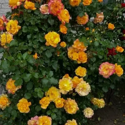 Роза САХАРА плетистая в Полоцке