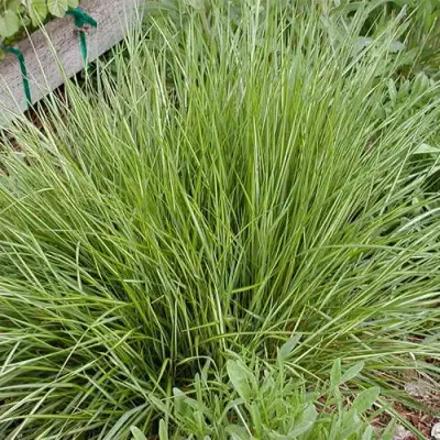 Вейник АВАЛАНШ остроцветковый в Полоцке