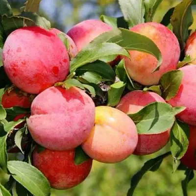 Слива ФАВОРИТЕ ДЕ СУЛТАНО в Полоцке