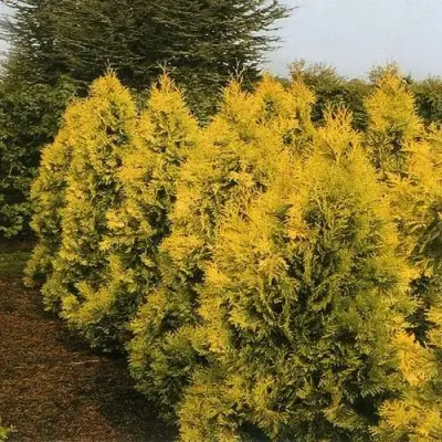 Туя ЕВРОПА ГОЛД западная в Полоцке