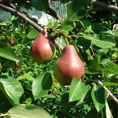 Груша РУМЯНАЯ КЕДРИНА в Полоцке