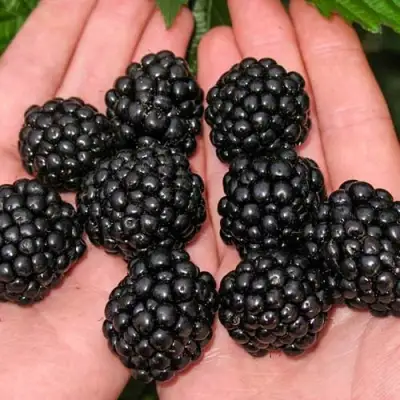 Ежевика ДЖАМБО бесшипная  в Полоцке