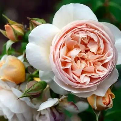 Роза ДЖУЛЬЕТТА английская в Полоцке