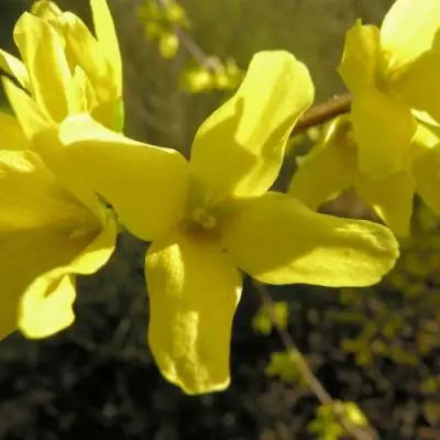 Форзиция ФОРЧУНА в Полоцке