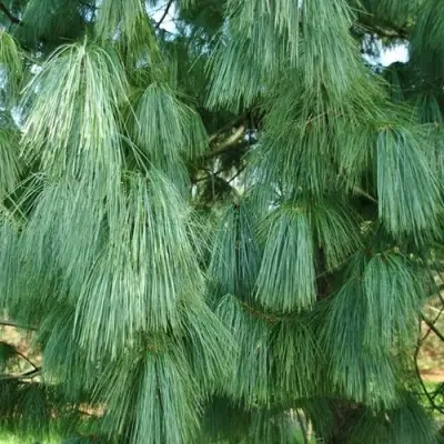 Сосна гриффита в Полоцке