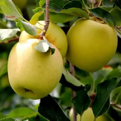 Яблоня ГОЛДЕН ВЛАДИМИРСКИЙ в Полоцке