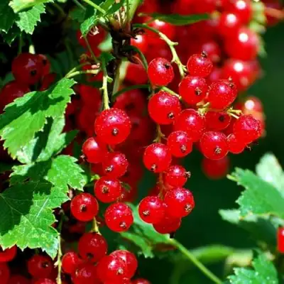 Смородина красная НЕНАГЛЯДНАЯ в Полоцке