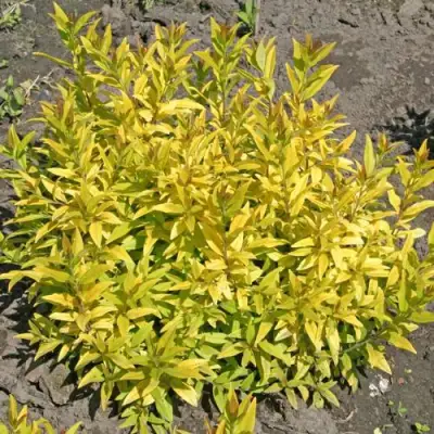 Бирючина АУРЕА обыкновенная в Полоцке