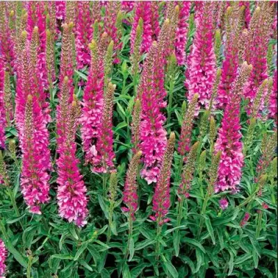 Вероника РОНИКА ФУКСИЯ в Полоцке