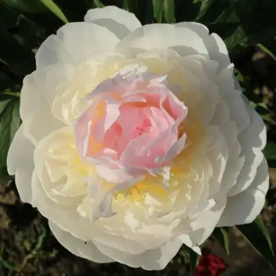 Пион БЛАШ КВИН травянистый в Полоцке