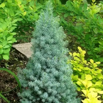 Ель КОНИКА сизая в Полоцке