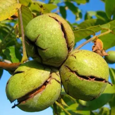 Грецкий орех ПИНСКИЙ в Полоцке