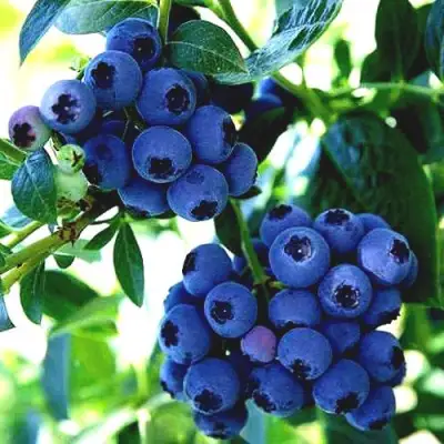 Голубика РЕКА в Полоцке