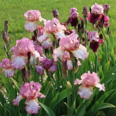 Ирис БЛАШИНГ ПИНК бородатый в Полоцке