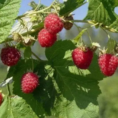 Малина КОЛОКОЛЬЧИК в Полоцке